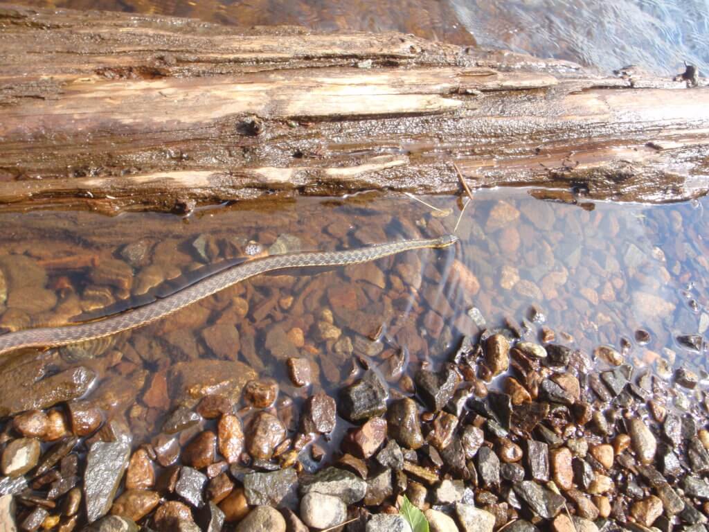 A garter snake spotted by paddlers on their way from Raquette Lake to Blue Mountain Lake
